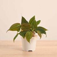 UGAOO Philodendron Micans Live Plant