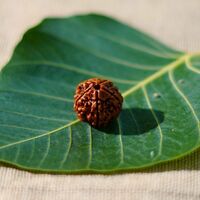 Servdharm 5 Mukhi Rudraksha Bead